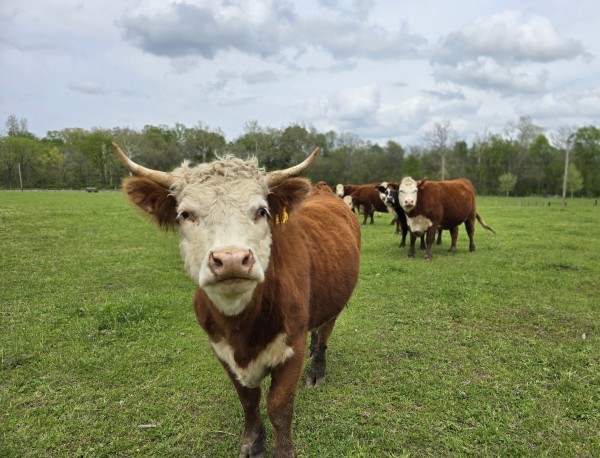 Cattle on a homestead