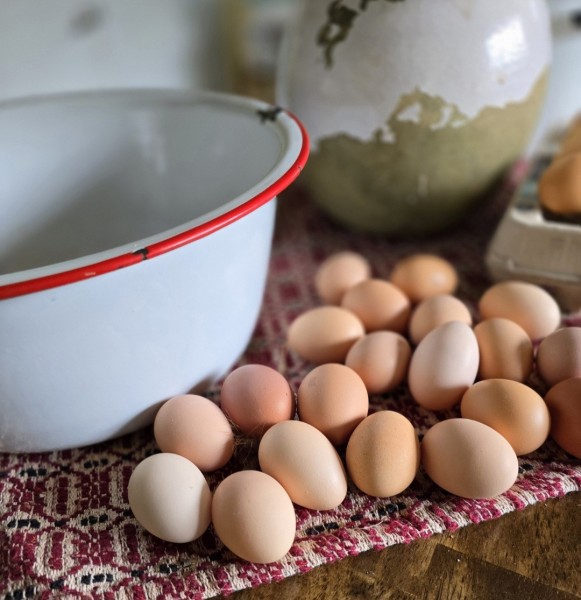 farm-fresh eggs on a homestead