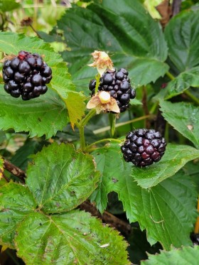 blackberry bushes