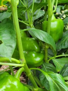 green peppers on the plant