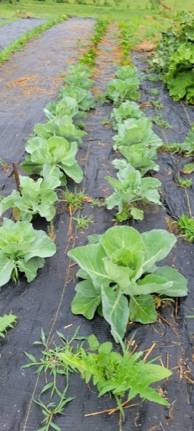 lettuce growing