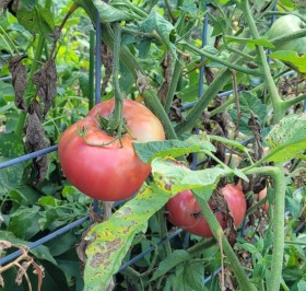 heirloom tomatoes