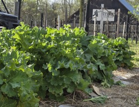 lush vegetable garden