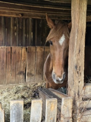 Horse in a rustic stable