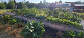 Healthy vegetable garden