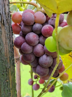 Lush, purple heirloom grapes