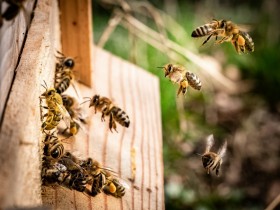 Bees entering a beehive